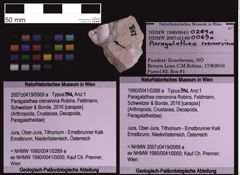 Foto (Objekt + Etiketten) von Paragalathea crenarvina (Robins, Feldmann, Schweitzer & Bonde, 2016) (NHMW-GEO-1990-0041-0289a)